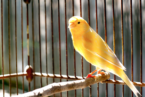 Canary,Bird